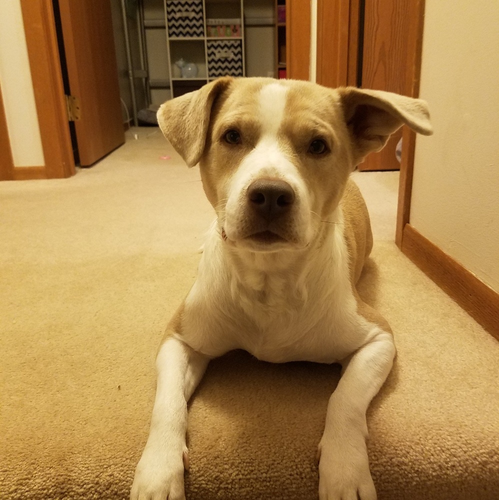 Meet your Posher, Deisy